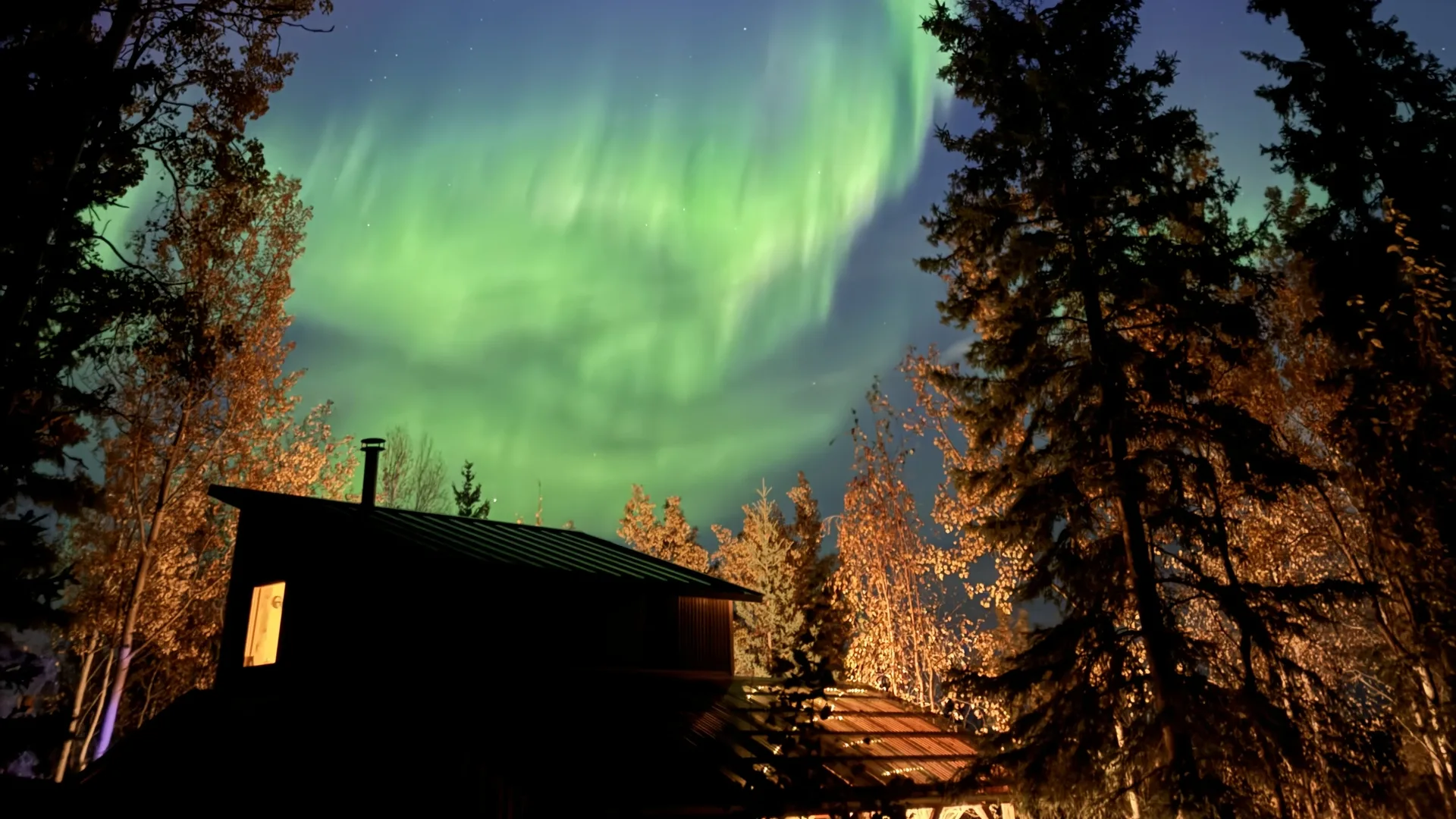 Aurora borealis over an Alaskan cabin surrounded by spruce trees
